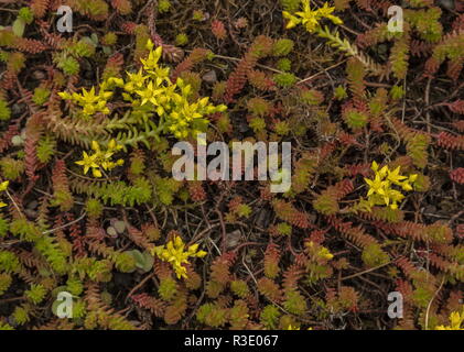 Geschmacklos, fetthenne Sedum sexangulare, Blume, Schweden. Stockfoto