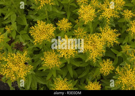 Mauerpfeffer, Aizoon Sedum aizoon, Anbau; aus Japan und Ostasien. Stockfoto