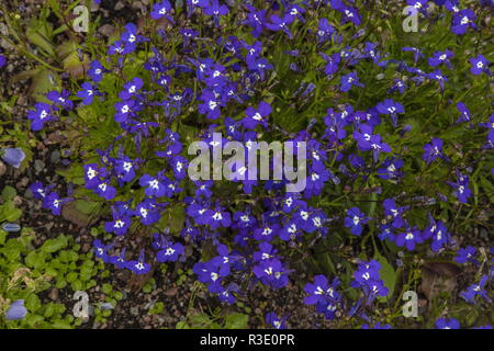 Nachgestellte lobelia 'Mrs Clibran', Lobelia erinus 'Mrs Clibran', im Anbau. Garten Herkunft. Stockfoto