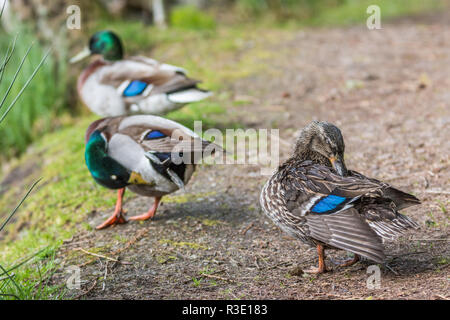 Drei Stockente in der See mit etwas Gras in Schottland. closeup Schuß auf den Boden Männchen und Weibchen. Im Frühling Saison Stockfoto