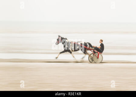 Trab auf Barbe Strand, Dungeness, Kent GROSSBRITANNIEN Stockfoto