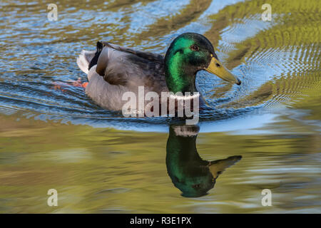 Stockente in der See mit etwas Gras in Schottland. closeup Schuß schwimmen Stockfoto