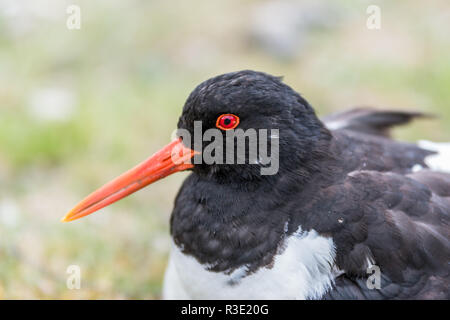 Nahaufnahme einer Oyster Catcher sitzen auf dem Gras mit einer geringen Tiefenschärfe erschossen. Platz für Text Stockfoto