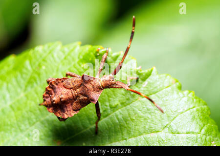 Dorsalansicht der Dock Bug Nymphe (Coreus Marginatus) - Italien Stockfoto