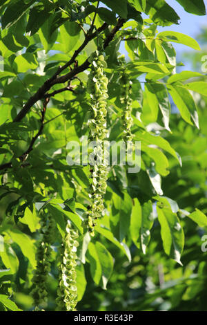 Das schöne und elegante grüne Blätter und Blüten von Pterocarya fraxinifolia auch bekannt als kaukasische Flügelmutter an. Stockfoto