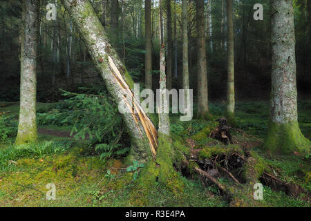 Teilweise entwurzelt und split Nadelbaumbaum mit jungen Baum dahinter in Glengarra Woods, Cahir, Tipperary, Irland wächst Stockfoto