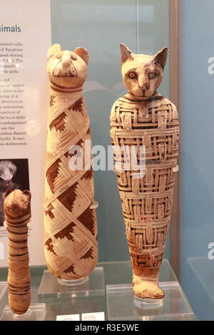 Ägypter mumifizierten Katzen im Britischen Museum, London, UK Stockfoto