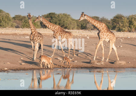 Giraffe und schwarzen konfrontiert impala an einem Wasserloch Stockfoto