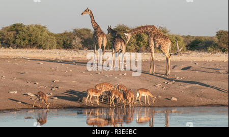 Giraffe und schwarzen konfrontiert impala an einem Wasserloch Stockfoto