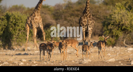 Schwarz konfrontiert Impala mit Giraffen im Hintergrund Stockfoto