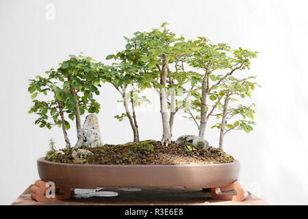 Feld Ulme (Ulmus minor) Bonsai auf einem Holztisch und weiem Hintergrund  Stockfotografie - Alamy