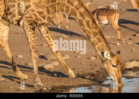 Giraffe und schwarzen konfrontiert impala an einem Wasserloch Stockfoto