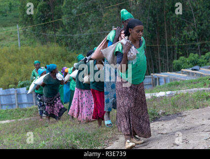 Äthiopischen Frauen Tragetaschen von Kaffeebohnen in einer Farm, Oromia, Shishinda, Äthiopien Stockfoto