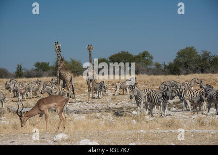 Zebras und Giraffen an einem Wasserloch Stockfoto