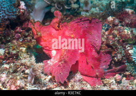 Paddel - Klappe Drachenkopf [Rhinopias eschmeyeri]. Puerto Galera, Philippinen. Stockfoto