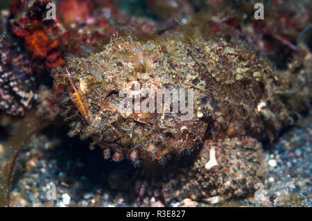 Buckelwale Drachenkopf [Scorpaenopsis diabolus]. Lembeh Strait, Nord Sulawesi, Indonesien. Stockfoto