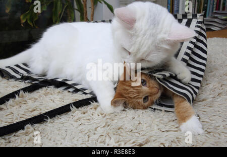 Weiße Türkisch Angora Katze spielen mit einem Ginger Kitten ihn Trapping in Tragetasche Stockfoto