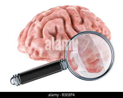 Menschliche Gehirn mit Lupe, 3D-Rendering auf weißem Hintergrund Stockfoto