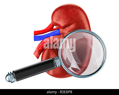Menschliche Niere mit Lupe. Forschung und Diagnose von Niere Konzept, 3D-Rendering auf weißem Hintergrund Stockfoto