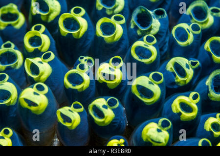 Goldring tunicate [Clavelina robusta]. Puerto Galera, Philippinen. Stockfoto