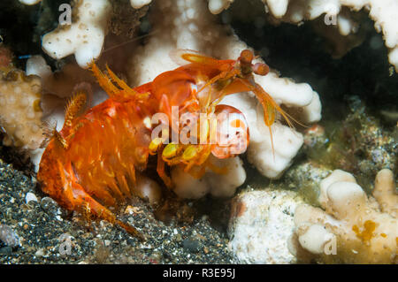 Spearing mantis Shrimp [Ditosquilla Meilen]. Lembeh Strait, Nord Sulawesi, Indonesien. Stockfoto