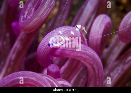 Herrliche Garnelen [Periclemenes magnificus] auf tentakeln der einen Korken - Schraube Macrodactyla doreensis Anemone []. Lembeh Strait, Nord Sulawesi, Indonesien. Stockfoto