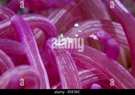 Herrliche Garnelen [Periclemenes magnificus] auf tentakeln der einen Korken - Schraube Macrodactyla doreensis Anemone []. Lembeh Strait, Nord Sulawesi, Indonesien. Stockfoto