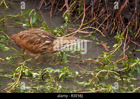 Amerikanische Rohrdommel (Botaurus lentiginosus), Yolo County California Stockfoto