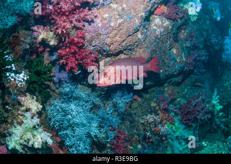 Mangrove red snapper [Lutjanus argentimaculatus]. Triton Bay, West Papua, Indonesien. Stockfoto