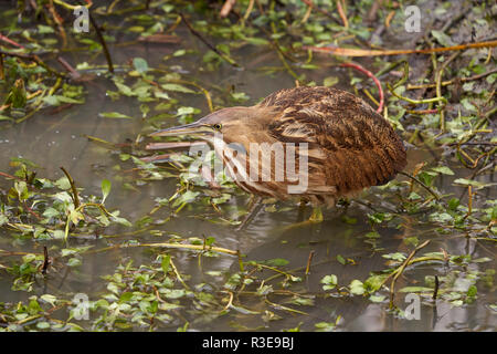 Amerikanische Rohrdommel (Botaurus lentiginosus), Yolo County California Stockfoto