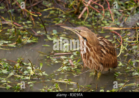 Amerikanische Rohrdommel (Botaurus lentiginosus), Yolo County California Stockfoto