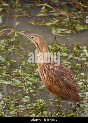 Amerikanische Rohrdommel (Botaurus lentiginosus), Yolo County California Stockfoto