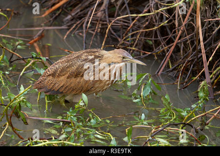 Amerikanische Rohrdommel (Botaurus lentiginosus), Yolo County California Stockfoto