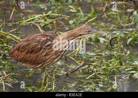 Amerikanische Rohrdommel (Botaurus lentiginosus), Yolo County California Stockfoto