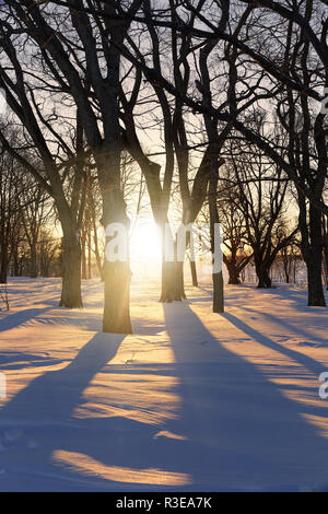 Sonne scheint durch den Winter Bäume werfen lange Schatten. Stockfoto
