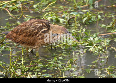 Amerikanische Rohrdommel (Botaurus lentiginosus), Yolo County California Stockfoto