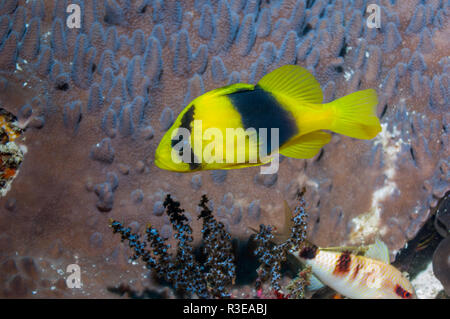 Zwei Bändern [soapfish Diploprion bifasciatum]. West Papua, Indonesien. Stockfoto