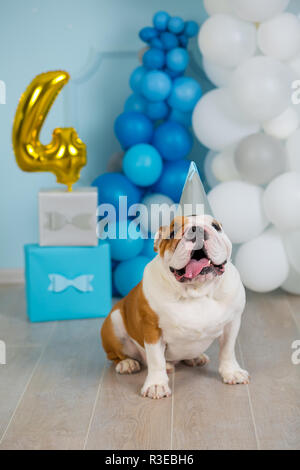 Cute englische Bulldogge feiert seinen 4. Geburtstag Hund glücklich sitzen im Studio Performance. Stockfoto