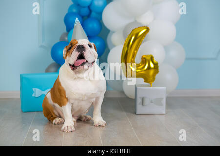 Cute englische Bulldogge feiert seinen 4. Geburtstag Hund glücklich sitzen im Studio Performance. Stockfoto