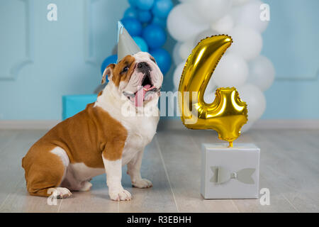 Cute englische Bulldogge feiert seinen 4. Geburtstag Hund glücklich sitzen im Studio Performance. Stockfoto