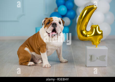 Cute englische Bulldogge feiert seinen 4. Geburtstag Hund glücklich sitzen im Studio Performance. Stockfoto