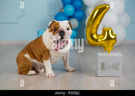 Cute englische Bulldogge feiert seinen 4. Geburtstag Hund glücklich sitzen im Studio Performance. Stockfoto