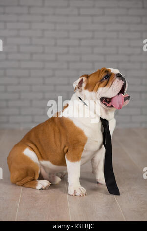Englische Bulldogge im Geschäft Riegel sitzen im Studio mit Mauer auf Hintergrund. Stockfoto