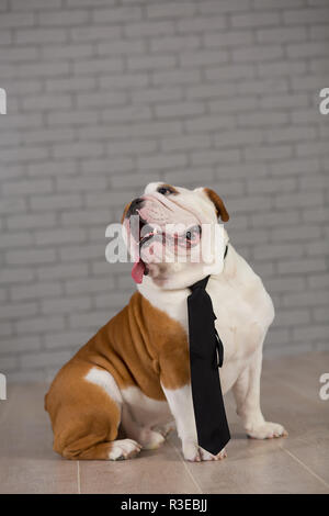 Englische Bulldogge im Geschäft Riegel sitzen im Studio mit Mauer auf Hintergrund. Stockfoto