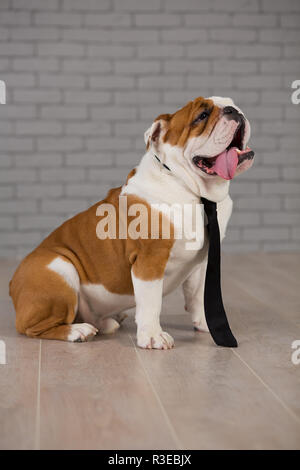 Englische Bulldogge im Geschäft Riegel sitzen im Studio mit Mauer auf Hintergrund. Stockfoto