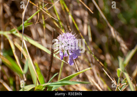 Lila Blüte, fotografiert auf Elfer, Stubaital, Tirol, Österreich im September Stockfoto