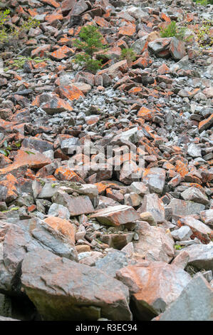 Nahaufnahme eines Patch der hellen orange Trentepohlia sp. Alge wächst auf Felsen. Die hellen orange Farbe wird durch das Vorhandensein großer Mengen von verursacht werden Stockfoto