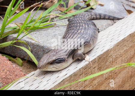 Australian Eastern Blue Tongue Lizard closeup in natürlicher Umgebung im Freien auf der Suche nach Nahrung und Schutz Stockfoto