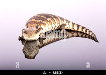 Australische Jugendliche Eastern Blue Tongue Lizard Reflexion, selektiver Fokus, Nahaufnahme blitzte Viewer in Verteidigung vor Zischen isoliert Landschaft Stockfoto