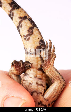 Australier Baby Eastern Blue Tongue Lizard Nahaufnahme von Unter zurück Beine und Schwanz bei Erwachsenen keepers Hand - Geschlecht unbekannt Stockfoto